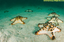 chocolate chip sea stars